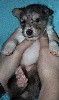 CHIOT LASKA 