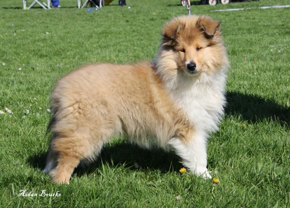 PUPPY