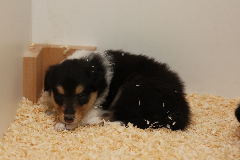 Of Little East Valley - Colley à poil long - Portée née le 17/02/2015