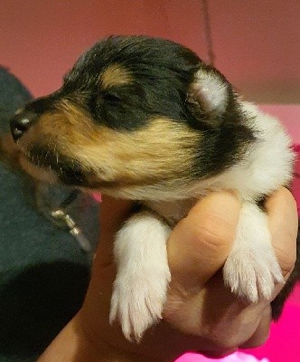 CHIOT