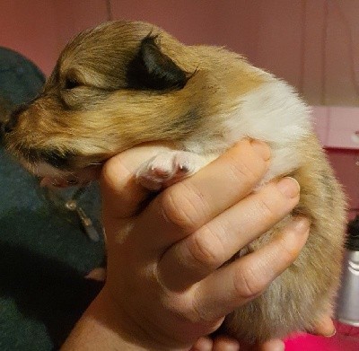 CHIOT